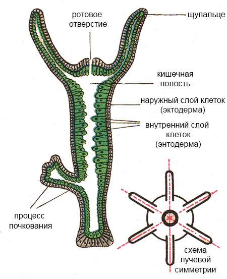 Кракен сайт официальный зеркало