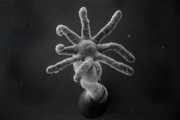 Kraken tor